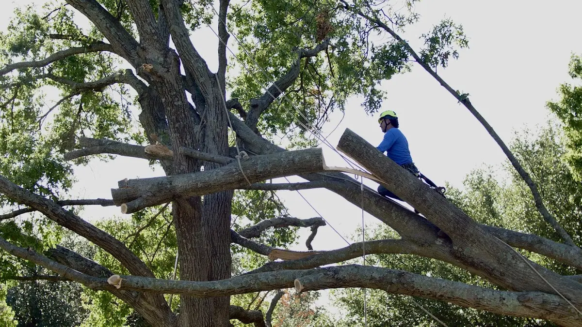 Professional Crown Thinning performed by certified arborists in Krebs